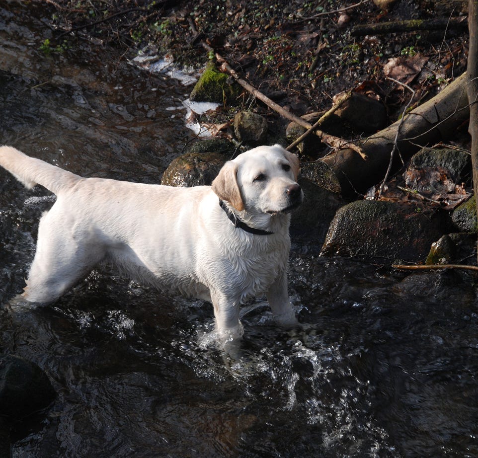 Kostenloses Stock Foto zu hund behandelt, hundefutter, nahansicht